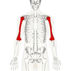 Humerus (Pazu Kemiği) Anatomisi